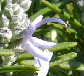 ローズマリー(Rosemary)の花