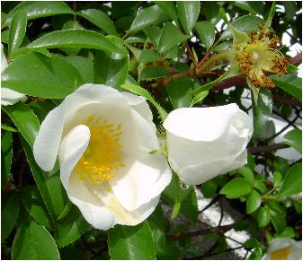 難波薔薇(ナニワイバラ)の花
