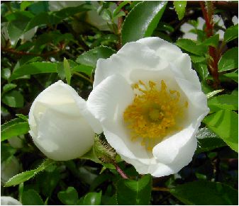 難波薔薇(ナニワイバラ)の花