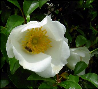 難波薔薇(ナニワイバラ)の花