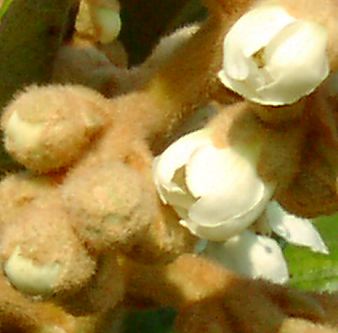 枇杷（ビワ）の花