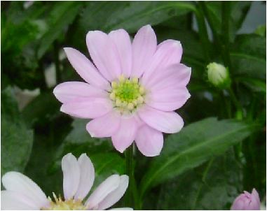 都忘れ(ミヤコワスレ)桃色の花