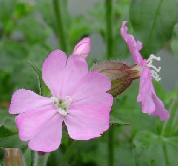 袋撫子(フクロナデシコ)の雌花