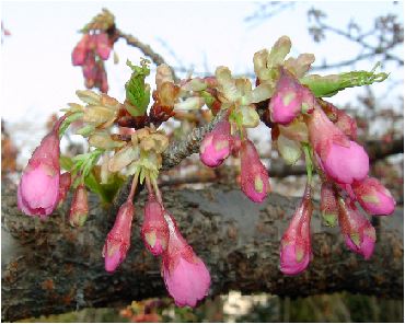 慈眼寺の緋寒桜（ヒカンサクラ）の花