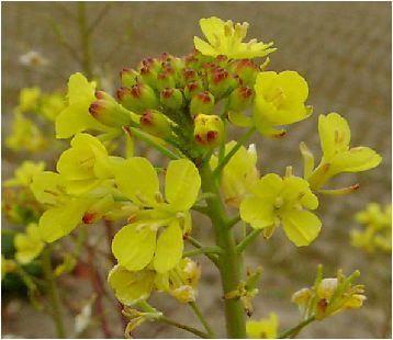 黄色のオンシジウム(Oncidium)の花