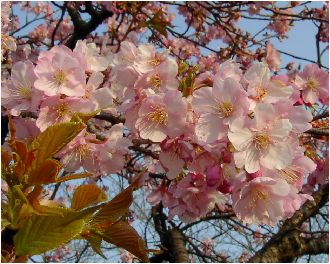 河津桜（カワヅサクラ）の花