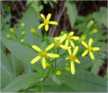 黄苑(キオン)の花