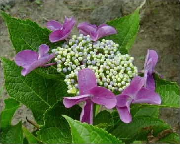 紫陽花(アジサイ)