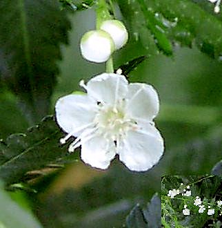 庭七竈(ニワナナカマド)の花