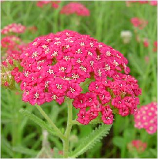 鋸草(ノコギリソウ)の花