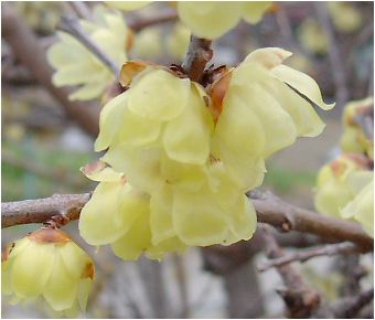 素心蝋梅(ソシンロウバイ)の花と実