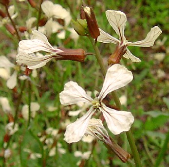 ルッコラ・コルティヴァータ(Rucola“Coltivata”)の花