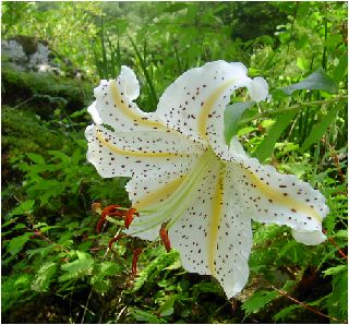 山百合(ヤマユリ)の花