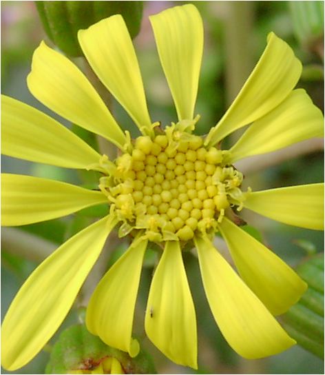 石蕗 (ツワブキ)の花