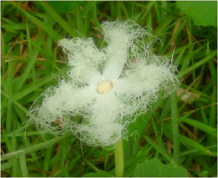 烏瓜(カラスウリ)の花
