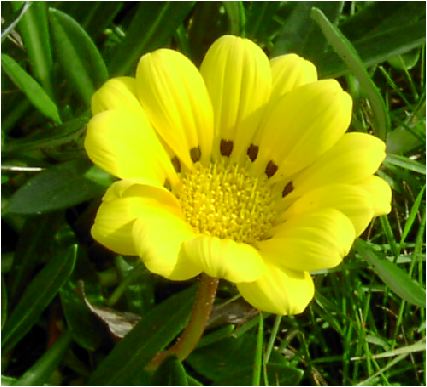 ガザニア(gazania)