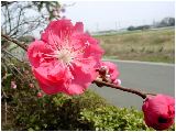 枝垂れ花桃(シダレハナモモ:赤)