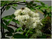 ナナカマドの花