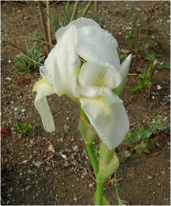 ニオイイリス(Iris florentina)の花