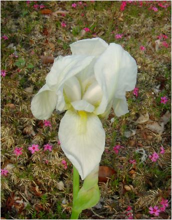 ニオイイリス(Iris florentina)の花