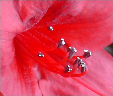 深紅の皐月（サツキ）の花