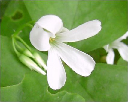 オキザリス（白）緑の舞の花