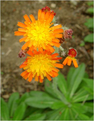 紅輪蒲公英(コウリンタンポポ)の花