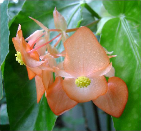 コダチベゴニアの花
