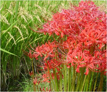 彼岸花（ヒガンバナ）の花