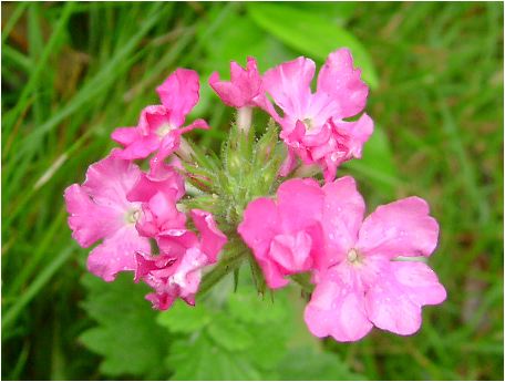 美女桜(ビジョサクラ:Verbena)