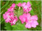 �t���E