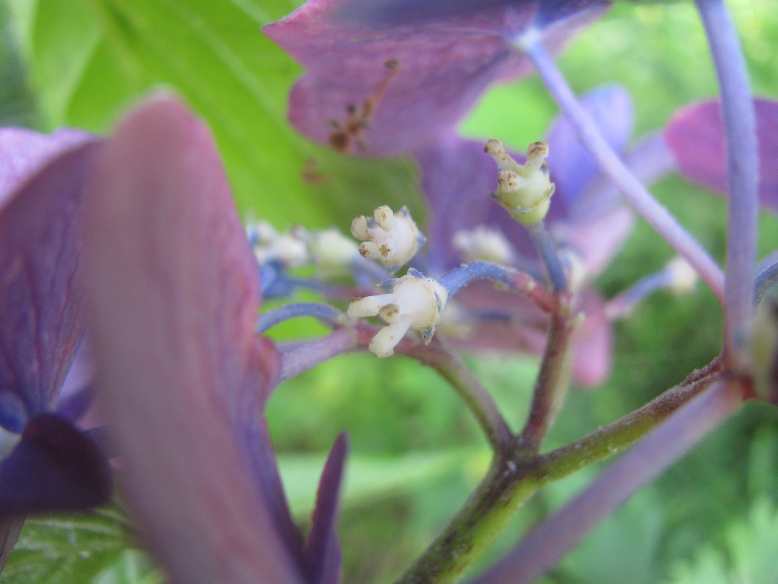 両性花の種：手毬咲き紫陽花