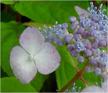 紅紫陽花（クレナイアジサイ）