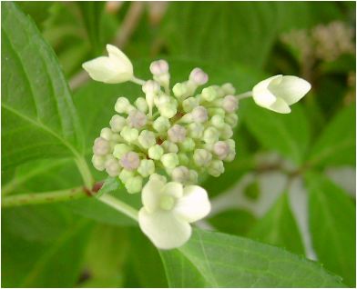 大虹：紫陽花（オオニジアジサイ）