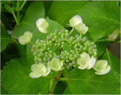 大虹：紫陽花（オオニジアジサイ）