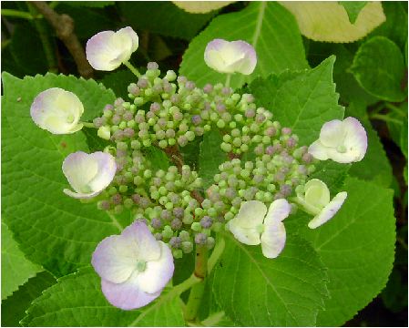 大虹：紫陽花（オオニジアジサイ）