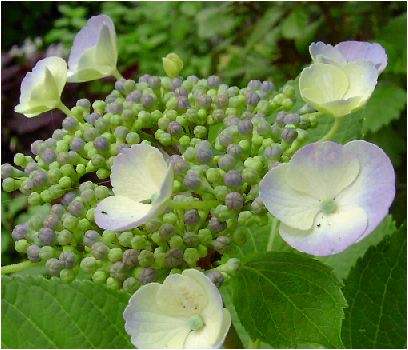 大虹：紫陽花（オオニジアジサイ）