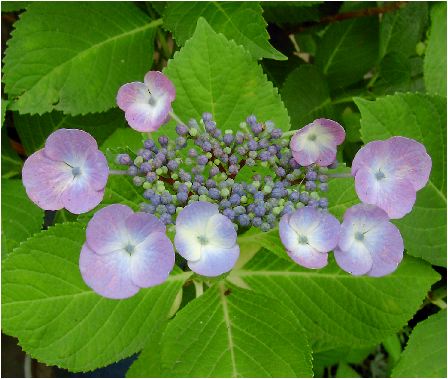 大虹：紫陽花（オオニジアジサイ）