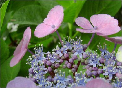 大虹：紫陽花（オオニジアジサイ）