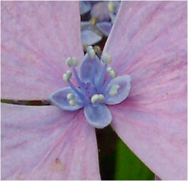 大虹：紫陽花（オオニジアジサイ）