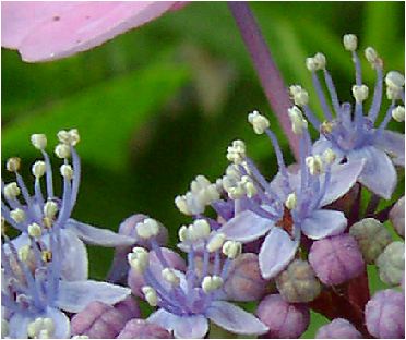 大虹：紫陽花（オオニジアジサイ）