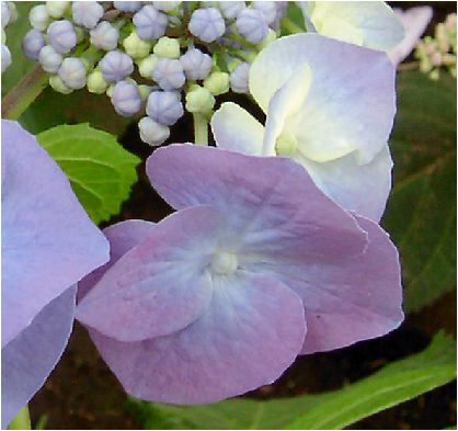 山顎紫陽花（ヤマガクアジサイ）