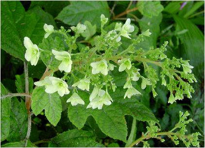 八重柏葉紫陽花（ヤエカシワバアジサイ）