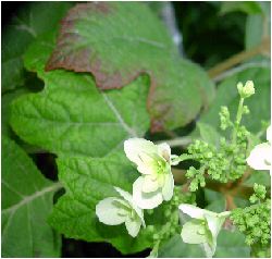 八重柏葉紫陽花（ヤエカシワバアジサイ）