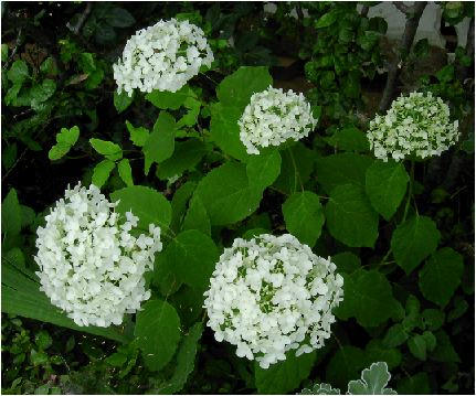 アナベル（アジサイ：紫陽花）