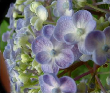 お多福紫陽花（オタフクアジサイ）