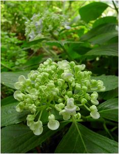 お多福紫陽花（オタフクアジサイ）