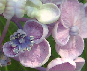 お多福紫陽花（オタフクアジサイ）