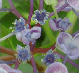 お多福紫陽花（オタフクアジサイ）