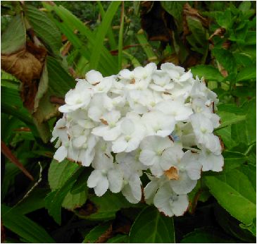 手毬白紫陽花（テマリシロアジサイ）